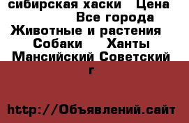 l: сибирская хаски › Цена ­ 10 000 - Все города Животные и растения » Собаки   . Ханты-Мансийский,Советский г.